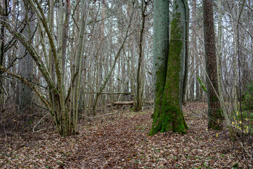dark gloomy late autumn winter forest trees