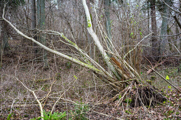 dark gloomy late autumn winter forest trees