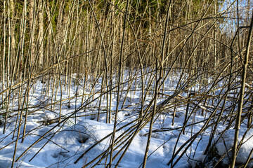 dark gloomy late autumn winter forest trees