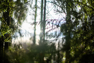 Obraz premium winter solstice blur background with bokeh rings