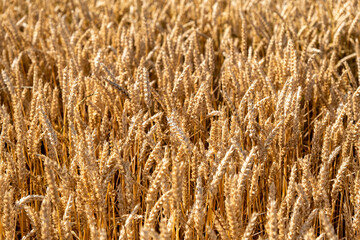 Juicy fresh ears of young green wheat on nature in spring summer field close-up of macro. Green Wheat field blowing in the rural Indian fields. Germany.