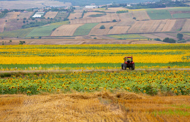 Fototapeta premium A farmer with a tractor in a sunflower field 