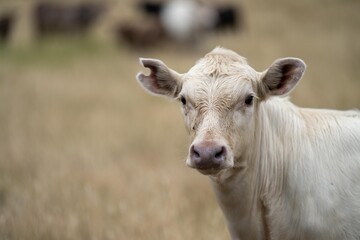 cows in field, grazing on grass and pasture in Australia, on a farming ranch. Cattle eating hay and...