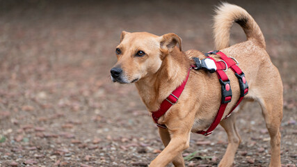 Hund in Sicherheits-Hundegeschirr läuft durch herbstlichen Park