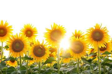 Sunflower Field isolated on transparent background