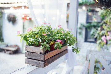 Close up of pink flowers in a wooden box on the veranda of outdoor cafe. Street restaurant with green plants.