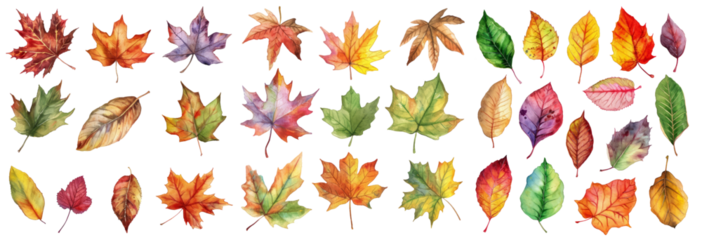 Watercolor autumn leaves, cut out - stock png.