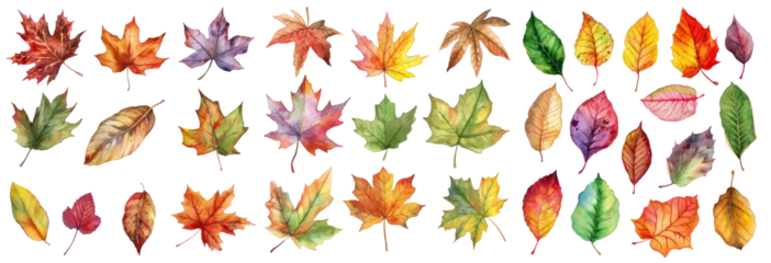 Foto op Canvas Watercolor autumn leaves, cut out - stock png. © Volodymyr