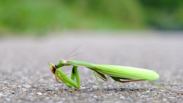 Large green Praying mantis, mantid eats a bee, close up insect macro video