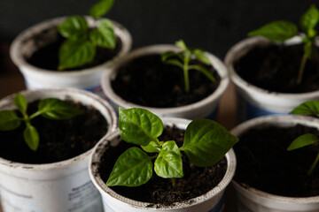 small vegetable seedlings in recycled plastic yoghurt cups. Zero waste concept .
