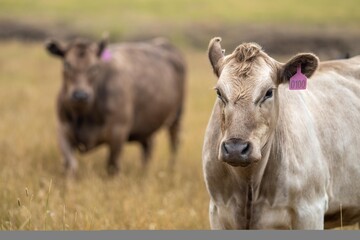 cows in field, grazing on grass and pasture in Australia, on a farming ranch. Cattle eating hay and silage. breeds include speckled park, Murray grey, angus, Brangus, hereford, wagyu, dairy cows.