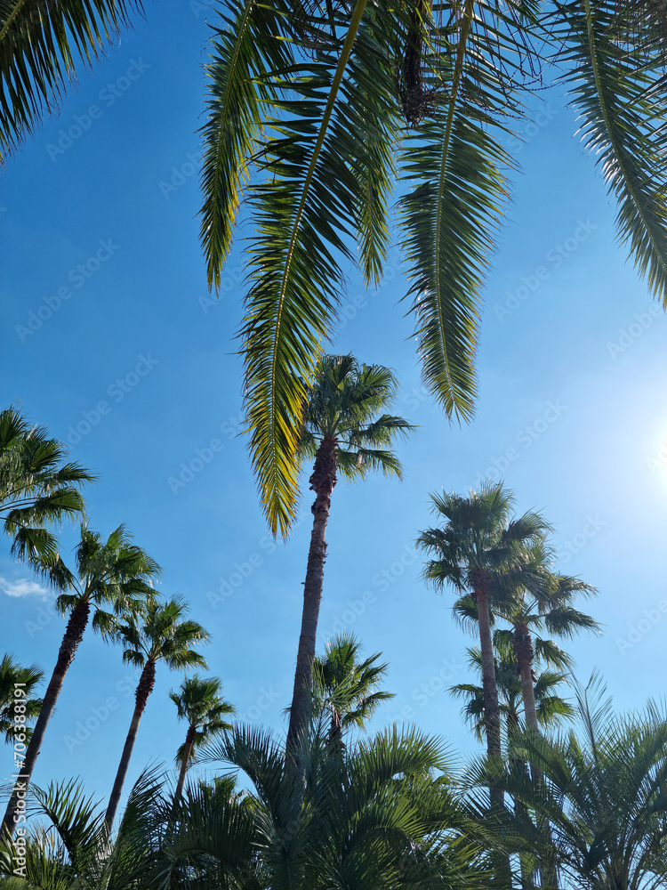 Canvas Prints this is a low view of palm trees.