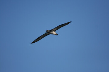 Obraz premium Gabbiano in volo ad ali spiegate con cielo azzurro senza nuvole