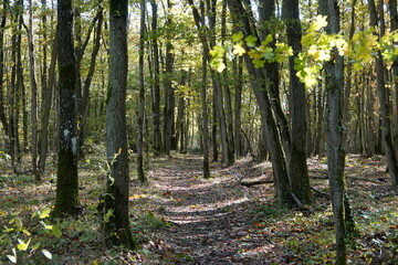 Chemin de balade en forêt par une belle journée d'automne ensoleillée