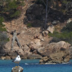 Seagull between rocks and sea