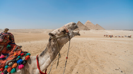 camel head against the background of the Cheops pyramid in Giza Egypt