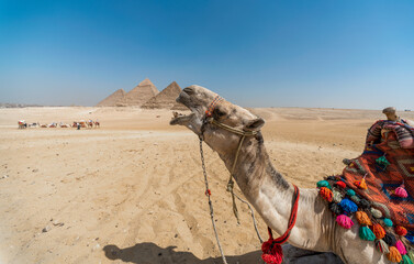 camel in the Egyptian desert near the pyramids in Luxor