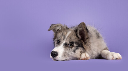 Adorable blue merle Border Collie dog puppy, laying down side ways with face down. Looking towards camera with brownish eyes and heart shaped black nose. Isolated on a lilac background.