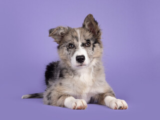Adorable blue merle Border Collie dog puppy, laying down facing front. Looking towards camera with brownish eyes and heart shaped black nose. Isolated on a lilac background.