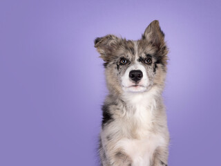 Head sht ofadorable blue merle Border Collie dog puppy, laying down facing front. Looking towards camera with brownish eyes and heart shaped black nose. Isolated on a lilac background.