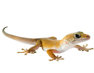 Fototapeta premium Gecko isoliert auf weißem Hintergrund, Freisteller 