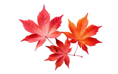 Embracing the Charm of Autumn Maple Leaves on White or PNG Transparent Background