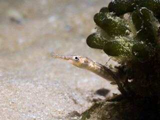 A Longsnout Pipefish (Syngnathus temminckii) peeking its head out from behind the sea plant