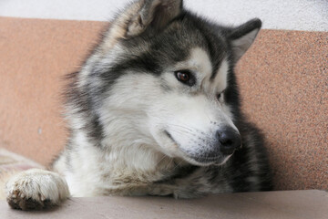 Close-up portrait of a Malamute dog.