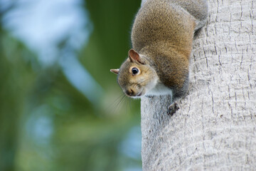 Grey squirrel (sciurus carolinensis) looking down from palm tree 