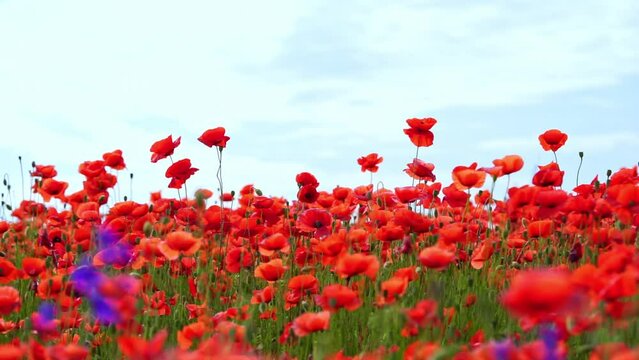 Red poppy flowers natural background. Copy space.