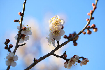 白い梅の花（クモノアケボノ）