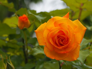 ローズガーデン　バラ　サハラ′98