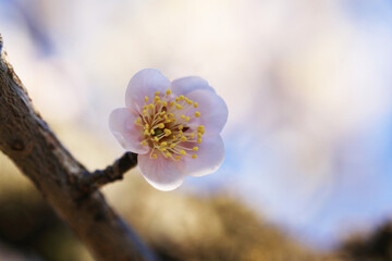 春を告げる梅の花（クモノアケボノ）
