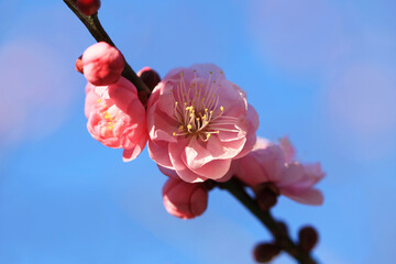 青空に映える梅の花（ヤエカンコウ）
