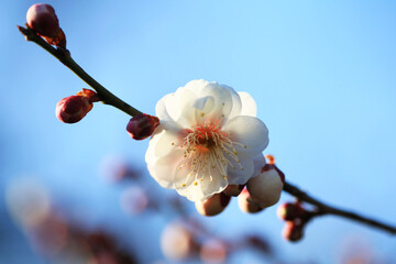 青空に映える梅の花（ヤエカイドウ）