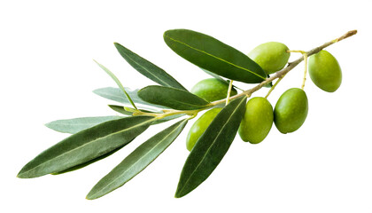 Olivenzweig mit oliven isoliert auf weißem Hintergrund, Freisteller 