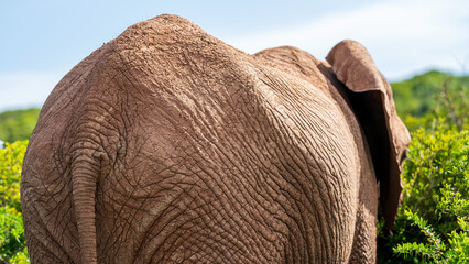 Elephant grazing in the bush, Addo Elephant National Park, South Africa