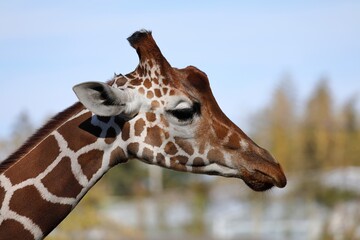 キリンの横顔のアップ