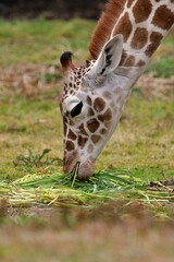 地面の草を食べるキリンの横顔