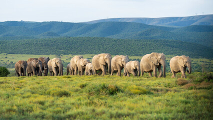 Naklejka na ściany i meble Herd of elephants lined up following the matriarch, Addo Elephant National Park, South Africa