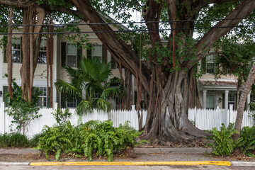 Huge Banyan tree in Key West, Florida