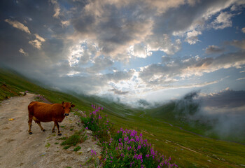 Amlakit Plateau Kaçkar Mountains National Park
