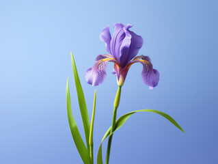A single purple iris flower with delicate patterns stands out against a soft blue background.