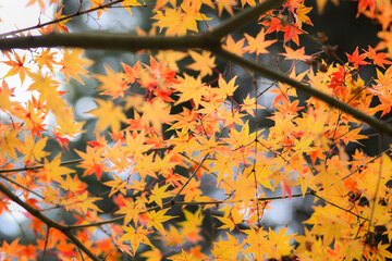 Japanese autumn fall. Kyoto Famous temple with autumn color leaves and cherry blossom in spring in Kyoto