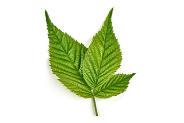 Raspberry branch, isolated on white background