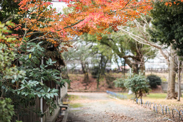 Japanese autumn fall. Kyoto Famous temple with autumn color leaves and cherry blossom in spring in Kyoto