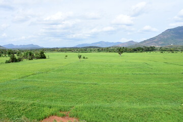 field and blue sky