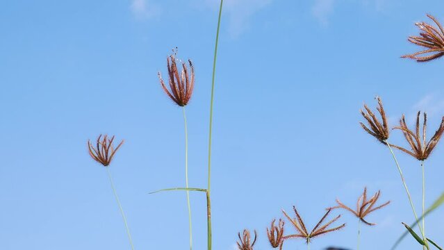 Low angle video shoot Meadow Grass with Blue Sky. Low angle Grass flower swaying soft wind with shine light in the morning blue sky and tiny white clouds, summer