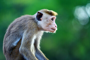 japanese macaque sitting on a tree