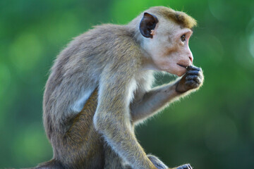 portrait of a long macaque